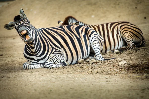 Zebra Pruhy Portrét Savany Přírodě — Stock fotografie