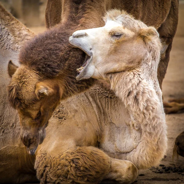 Two Camels Portraits Nature — Stock Photo, Image