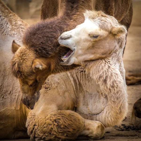 Two Camels Portraits Nature — Stock Photo, Image