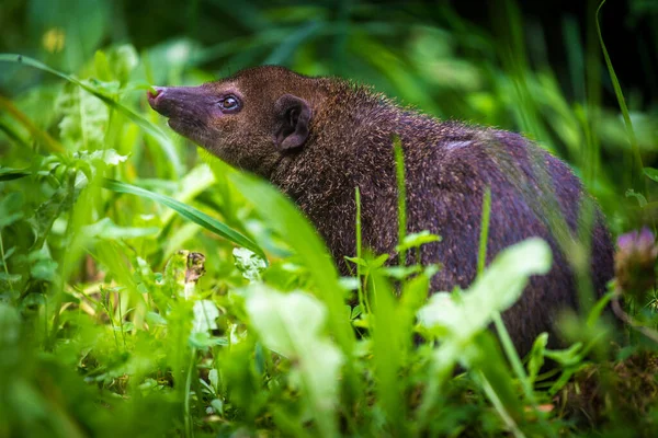 Dark Mongoose Portrait Nature — Stock Photo, Image