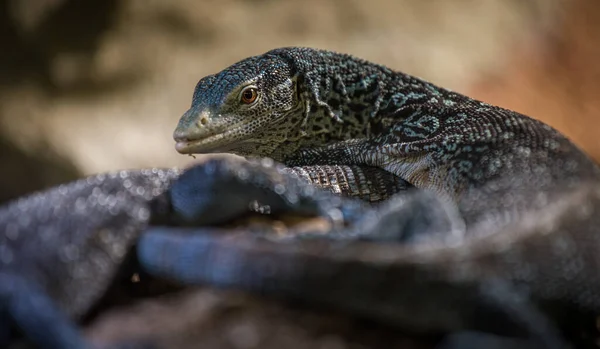 Monitor Azul Lagarto Retrato Terrário — Fotografia de Stock