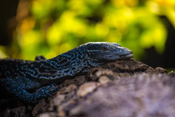 Blue Monitor Lizard Portrait Terrarium — Stock Photo, Image