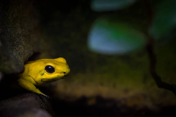 Terrible Tree Frog Nature — Stock Photo, Image