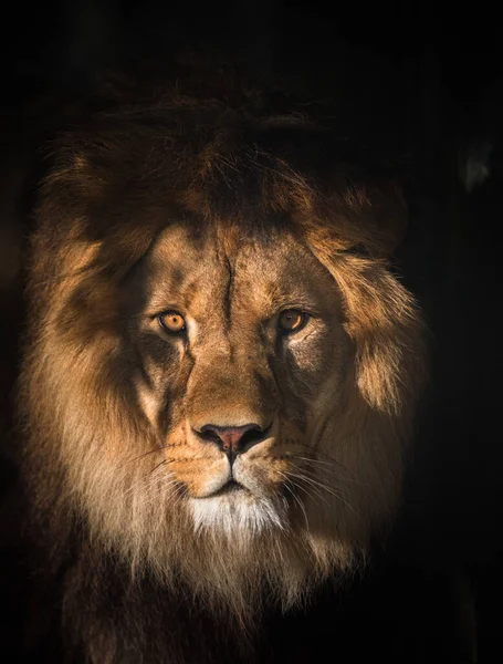 Retrato Tigre Berbere Parque Natural — Fotografia de Stock