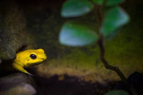 Terrible Tree Frog Nature — Stock Photo, Image