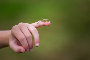 Doğadaki avuçlarda çekirge