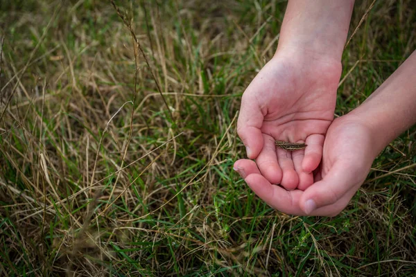 Sauterelle Sur Les Paumes Nature — Photo