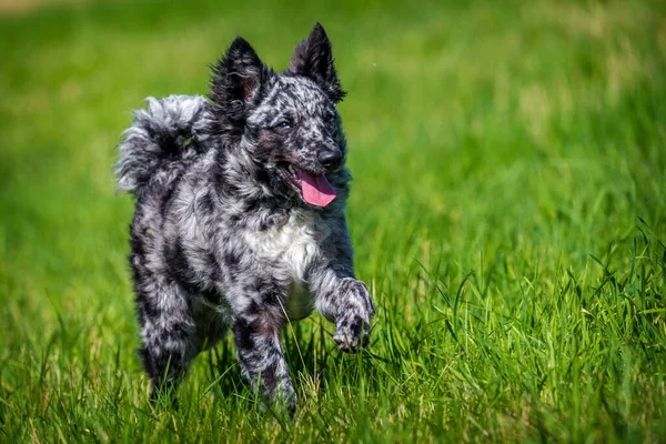 Mudi Hond Het Gras Actief — Stockfoto