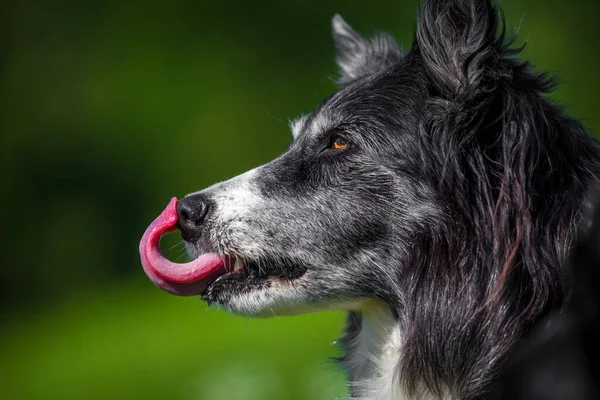 边境牧羊犬的肖像 — 图库照片