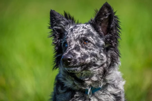 Mudi Cão Grama Ativa — Fotografia de Stock