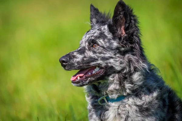 Mudi Dog Çimlerde Aktif — Stok fotoğraf