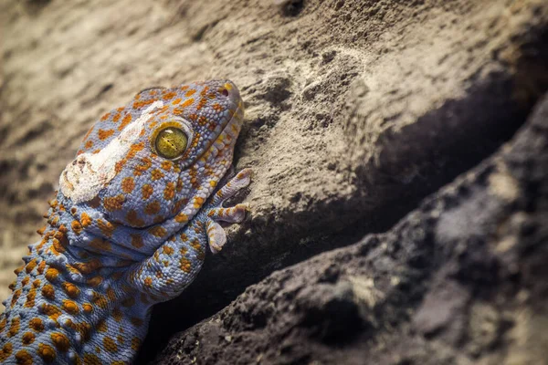 Μια Τεράστια Gecko Κρέμεται Στον Τοίχο — Φωτογραφία Αρχείου