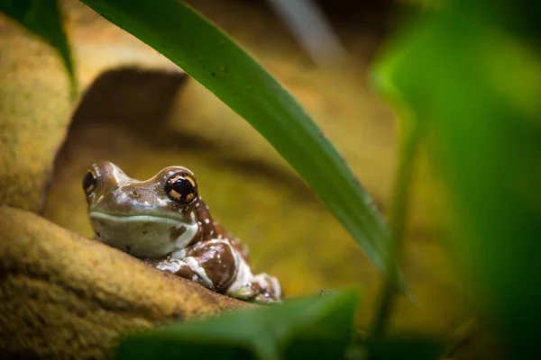 自然界中的树蛙蜂 — 图库照片