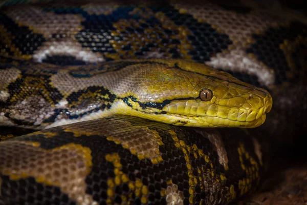 Serpent Python Dans Parc Naturel — Photo