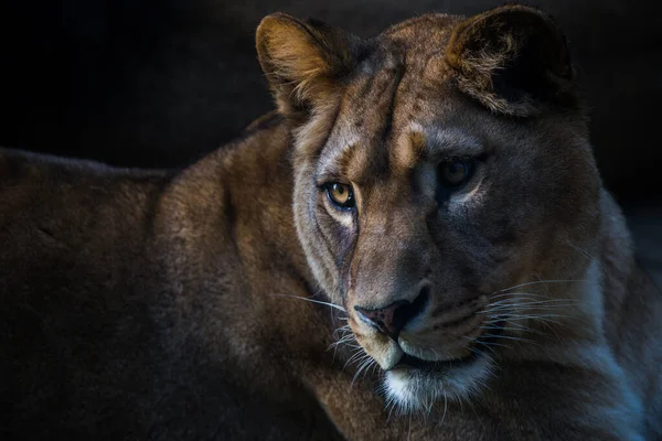 Portrait Lionne Berbère Dans Parc Naturel — Photo