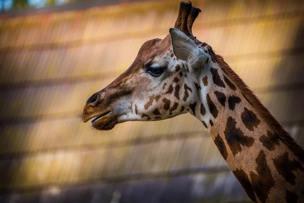 罗斯柴尔德在自然公园的长颈鹿肖像 — 图库照片