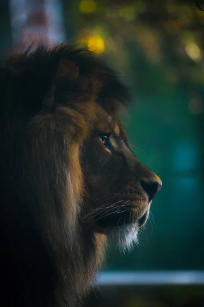 Portrait Lion Berbère Dans Parc Naturel — Photo