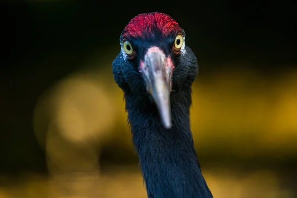 自然公园灰鹤肖像 — 图库照片