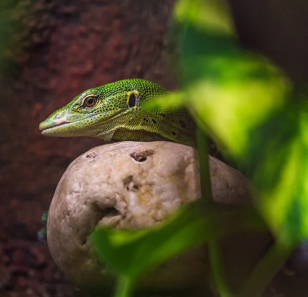 green monitor lizard portrait in nature