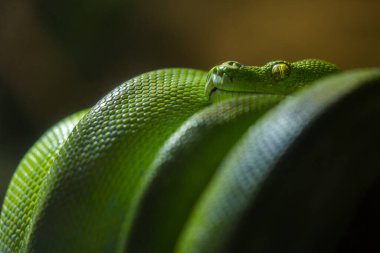 Yeşil piton yılanı doğa parkında 