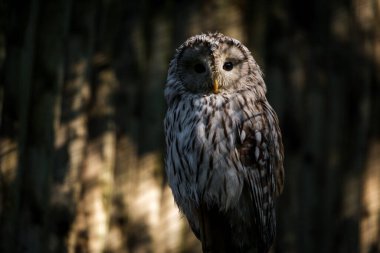 Parktaki baykuş portresi