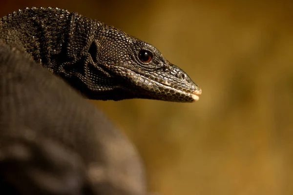 Beccaris Monitor Gyík Portré Természetben — Stock Fotó