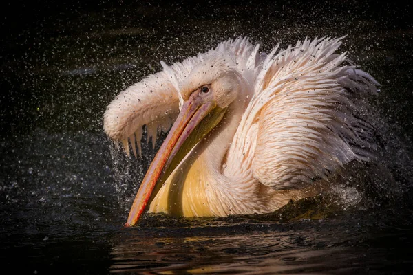 Pelícano Blanco Acción Naturaleza — Foto de Stock