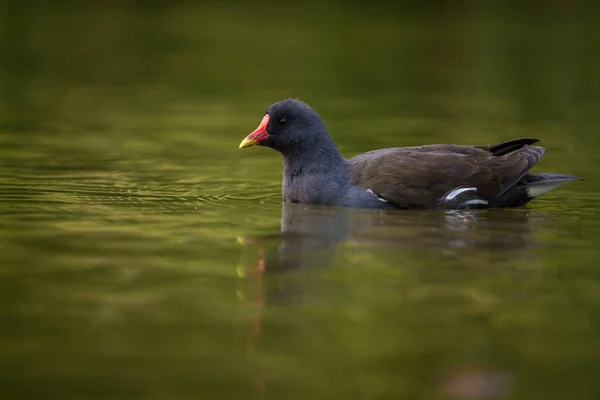 Grünfüßige Henne Naturpark Teich — Stockfoto