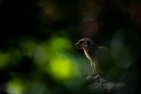 Ritratto Meerkat Nel Parco Naturale — Foto Stock
