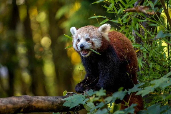 Vörös Panda Eukaliptusz Leveleket Eszik — Stock Fotó