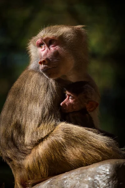 Pawian Płaszcz Zoo — Zdjęcie stockowe