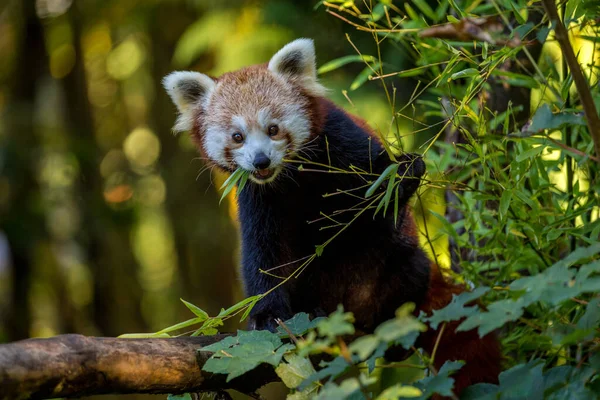 Vörös Panda Eukaliptusz Leveleket Eszik — Stock Fotó