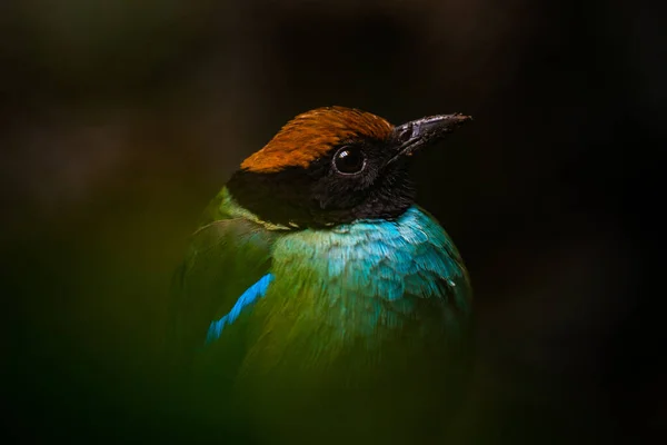 Western Kapuzen Pitta Porträt Der Natur — Stockfoto