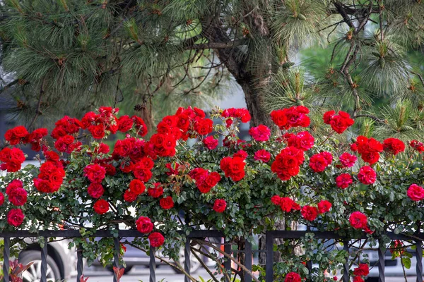 Hermosas Rosas Hojas Arbusto Árbol —  Fotos de Stock