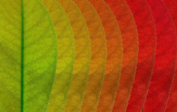 Üst görünüm sonbahar yaprakları arkaplanı