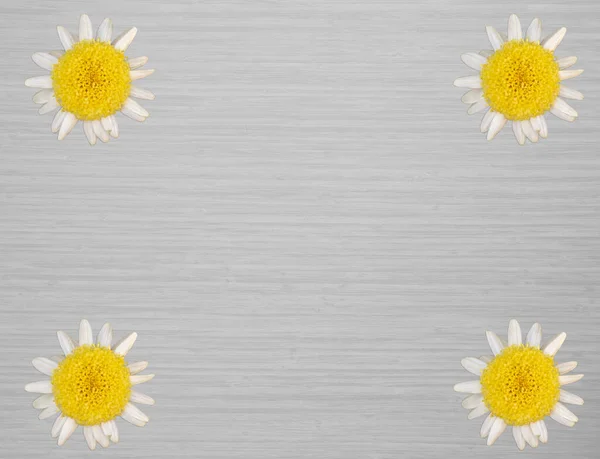 Horní Pohled Sedmikrásky Květy Barevném Pozadí — Stock fotografie