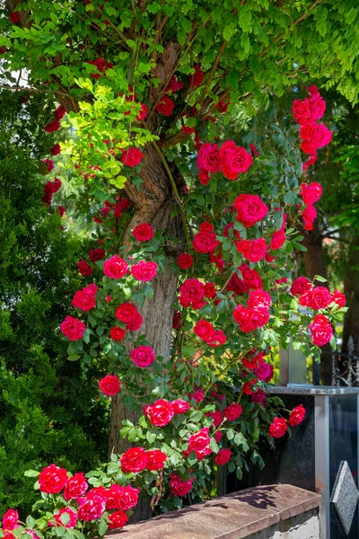 Belas Rosas Folhas Arbusto Árvore — Fotografia de Stock