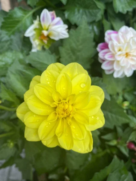 Vista Superior Flor Amarela Fundo — Fotografia de Stock