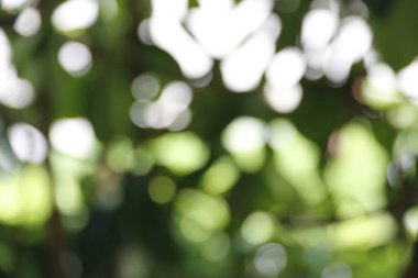 Bokeh özetini odak arkaplanından çıkart 