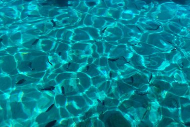 Deniz manzaralı balıklar 