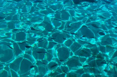 Deniz manzaralı balıklar 