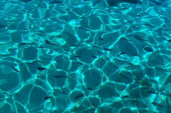 Deniz manzaralı balıklar 