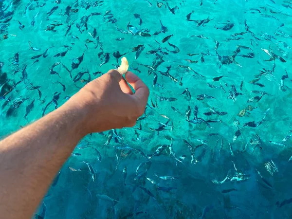 Close Woman Hand Throwing Bread Fish — Stock Photo, Image