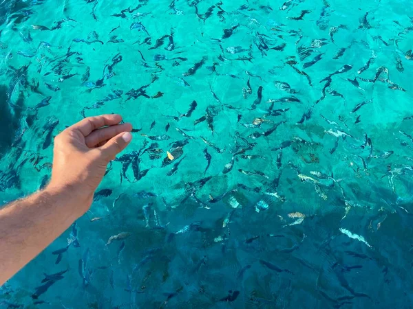 Close Woman Hand Throwing Bread Fish — Stock Photo, Image