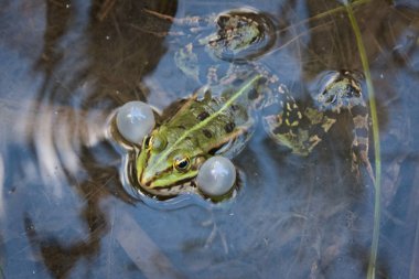 Gruener quakender Wasserfrosch oder Grasfrosch mit aufgeblasenen wirbt lautstark verliebt und liebestoll um Froschweibchen zur Paarungszeit und Froschlaichablage im heimischen Tuempel