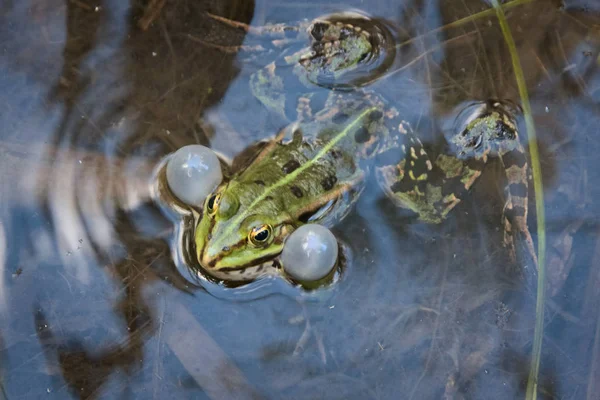 Gruener Quakender Wasserfrosch Oder Grasfrosch Mit Aufgeblasenen Schallblasen Wirbt Lautstark — Stock Fotó