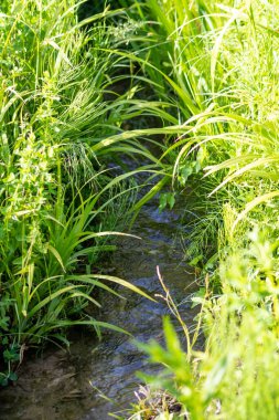 Kristal berrak bir su deresinin suyundaki ipeksi dalgalar, yakın plan görüşlü cennet gibi doğal arka plan, temiz yüzen bir dereyle sağlıklı bir dağ pınarındaki zen meditasyonunu ve küçük dalgaları gösteriyor.