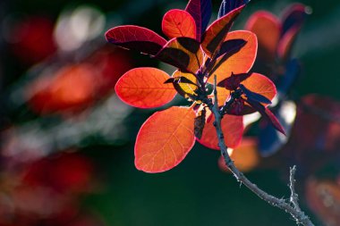 Ağaçtaki güzel sonbahar yaprakları 