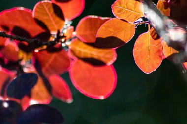 Ağaçtaki güzel sonbahar yaprakları 