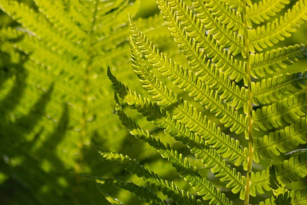 Färsk Grön Ormbunke Tropisk Regnskog Lyser Som Idyllisk Bakgrund Bakgrundsljus — Stockfoto